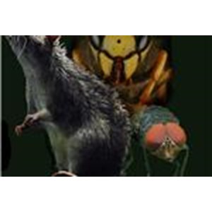 David Price Pest Management